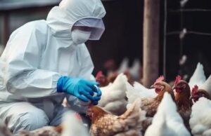 México reduz ao Rio Grande do Sul restrições à carne de frango brasileira