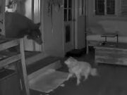 Cão idoso luta contra urso que invadiu casa enquanto dona dormia, na Califórnia; veja