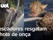 Pescadores resgatam filho de onça perdido da mãe em rio no Mato Grosso do Sul; veja