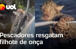Pescadores resgatam filho de onça perdido da mãe em rio no Mato Grosso do Sul; veja