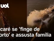 Jacaré se ‘finge de morto’ e assusta família ao ‘reviver’ em travessia no Pará