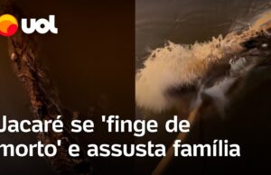 Jacaré se ‘finge de morto’ e assusta família ao ‘reviver’ em travessia no Pará