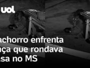 Cachorro enfrenta onça-pintada que rondava casa e salvam poodle de ataque; veja