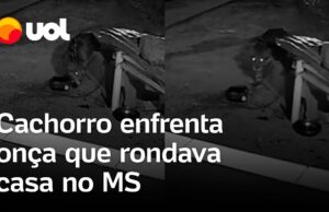 Cachorro enfrenta onça-pintada que rondava casa e salvam poodle de ataque; veja