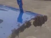 Veja Video – Decolagem é atrasada após milhares de abelhas pousarem em porta de avião