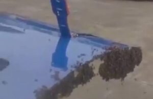 Veja Video – Decolagem é atrasada após milhares de abelhas pousarem em porta de avião