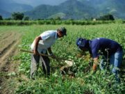 Tarifas dos EUA podem gerar perda de US$ 5,8 bilhões nas exportações do agro brasileiro