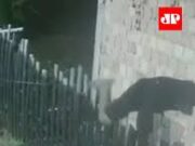 Veja Video – Homem invade casa e agride grávida enquanto casal dormia no Amazonas; veja