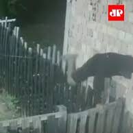 Veja Video – Homem invade casa e agride grávida enquanto casal dormia no Amazonas; veja