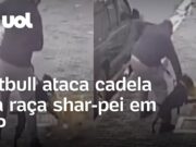 Pitbull ataca cadela da raça shar-pei em Perdizes, em São Paulo – Veja Video