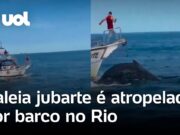 Veja Video – Baleia jubarte é atropelada por barco em Arraial do Cabo, no Rio de Janeiro; veja