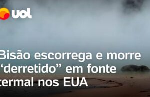 Veja Video – Bisão escorrega e morre ‘derretido’ em fonte termal de até 89ºC nos EUA