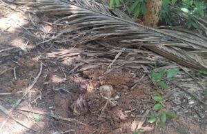 Vítimas encontradas em VG são identificadas com banco de DNA