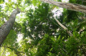 Como o comportamento do fogo se modificou ao longo dos anos nos biomas