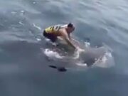 Veja Vídeo – Homem viraliza ao pular em cima de tubarão-baleia e ‘surfar’ no animal;