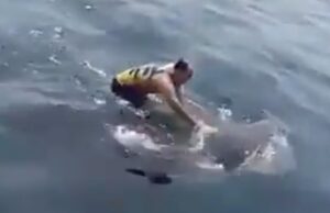 Veja Vídeo – Homem viraliza ao pular em cima de tubarão-baleia e ‘surfar’ no animal;