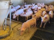 Conselho prorroga incentivo fiscal para frigoríficos que abatem suínos em MT