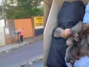 Veja Vídeo – Mulher é presa por jogar filhotes de cachorro no lixo no Paraná;