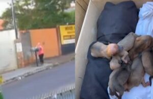 Veja Vídeo – Mulher é presa por jogar filhotes de cachorro no lixo no Paraná;