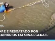 Veja Video – Veterinários resgatam jacaré ferido por arpões, em Lagoa Santa (MG); veja