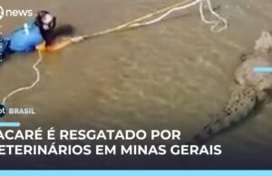 Veja Video – Veterinários resgatam jacaré ferido por arpões, em Lagoa Santa (MG); veja
