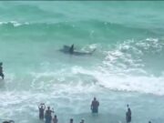 Veja Video – Duelo entre tubarão e arraia encanta banhistas em praia na Flórida; veja