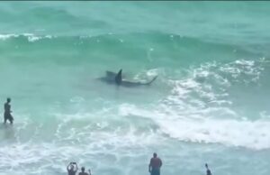 Veja Video – Duelo entre tubarão e arraia encanta banhistas em praia na Flórida; veja