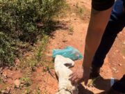 Homem é preso após ser visto matando cachorro a pauladas em VG