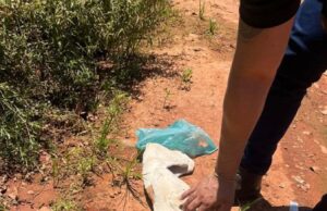 Homem é preso após ser visto matando cachorro a pauladas em VG