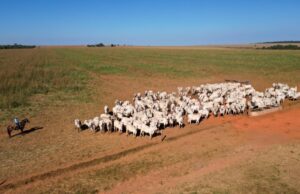 Imac orienta produtores sobre as maiores dúvidas sobre notificações do Prodes