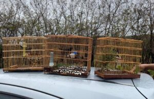 Dupla é presa capturando pássaros em zona rural de Confresa