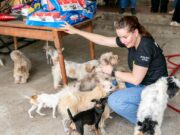 Animais resgatados passam por atendimento e preparo para vida em abrigo provisório