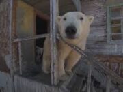 Veja Vídeo – Ursos polares invadem estação de pesquisa abandonada na Rússia e vídeo encanta