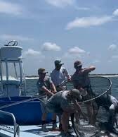 Veja Vídeo viral de captura de arraia ameaçada gera revolta nos EUA; veja