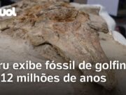Veja Vídeo – Golfinho pré-histórico de 12 milhões de anos é encontrado por cientistas no sul do Peru; veja