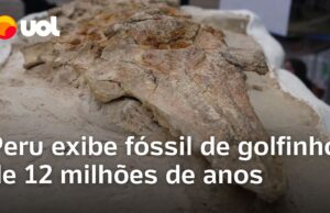 Veja Vídeo – Golfinho pré-histórico de 12 milhões de anos é encontrado por cientistas no sul do Peru; veja