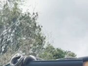 Veja Vídeo – Na Austrália, dois machos de pítons-tapete foram flagrados em um combate por território