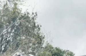 Veja Vídeo – Na Austrália, dois machos de pítons-tapete foram flagrados em um combate por território