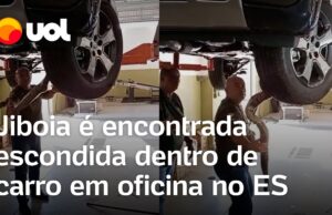 Veja Vídeo – Jiboia é encontrada escondida dentro de carro em oficina no ES; veja
