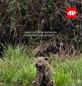 Veja Vídeo – Onça-pintada é vista vocalizando para chamar filhote no Pantanal; veja