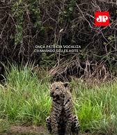 Veja Vídeo – Onça-pintada é vista vocalizando para chamar filhote no Pantanal; veja