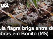 Veja Vídeo – Cobra caninana e cobra cipó brigam no MS; guia de turismo flagra embate