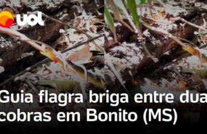 Veja Vídeo – Cobra caninana e cobra cipó brigam no MS; guia de turismo flagra embate