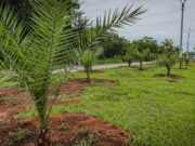 Chapada gasta R$ 4 mi em mudas para ‘embelezar’ cidade e população se revolta