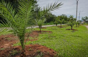 Chapada gasta R$ 4 mi em mudas para ‘embelezar’ cidade e população se revolta