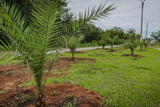 Chapada gasta R$ 4 mi em mudas para ‘embelezar’ cidade e população se revolta