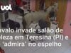 Veja Vídeo – Cavalo invade salão de beleza em Teresina (PI) e se ‘admira’ no espelho; veja