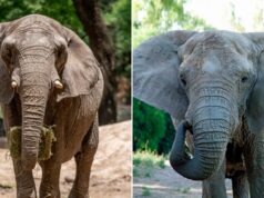 Ibama apura mortes de elefantes e Santuário é impedido de receber novos animais