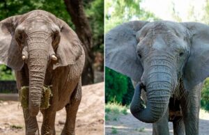 Ibama apura mortes de elefantes e Santuário é impedido de receber novos animais