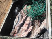 PM apreende 105 kg de pescado em freezers clandestinos no Rio Itiquira